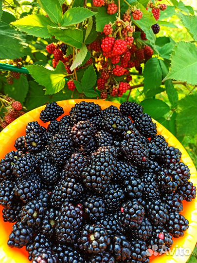 Вкуснейшая бесшипная ежевика- элитные сорта