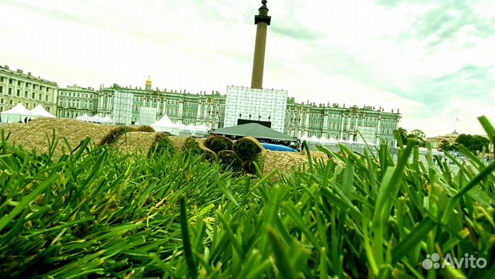 Рулонный газон 