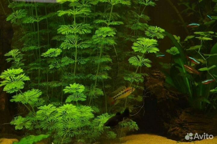 Растения для аквариума