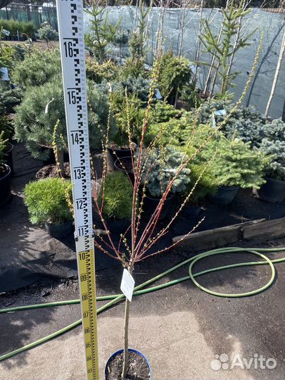 Ива хакуро нишики на штамбе