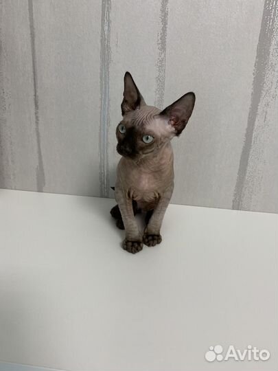 Канадский сфинкс котенок мальчик