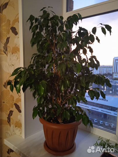 Фикус бенджамина большой