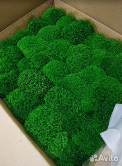 Стабилизированный мох премиум moss