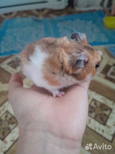 Продаю хомяков