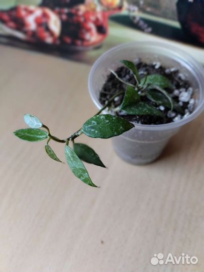 Миниатюрная хойя бронь