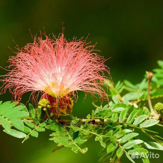 Альбиция Саман - Monkey pod tree - Samanea saman