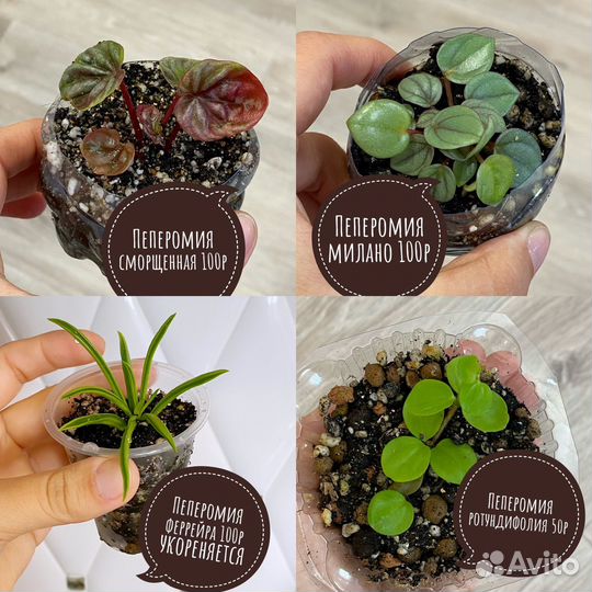 Комнатные растения обновление