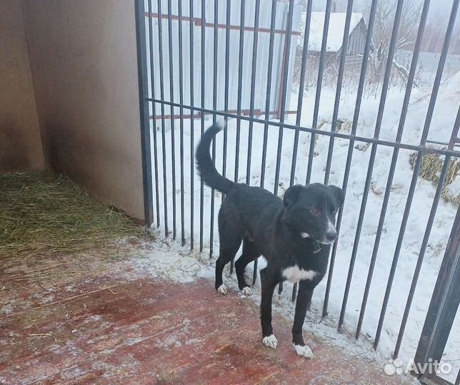 Собака в добрые руки