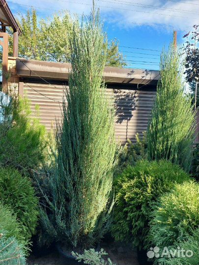 Можжевельники скальные вертикальные Блю Эрроу и Му