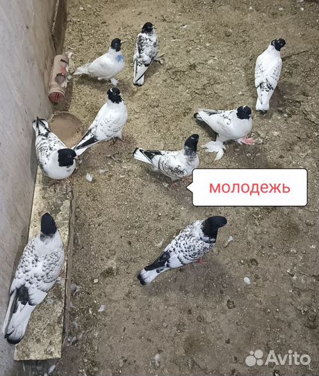 Продажа голубей