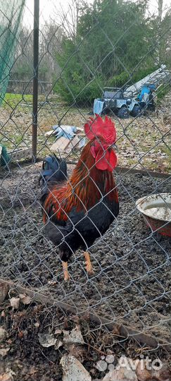 Куры петухи