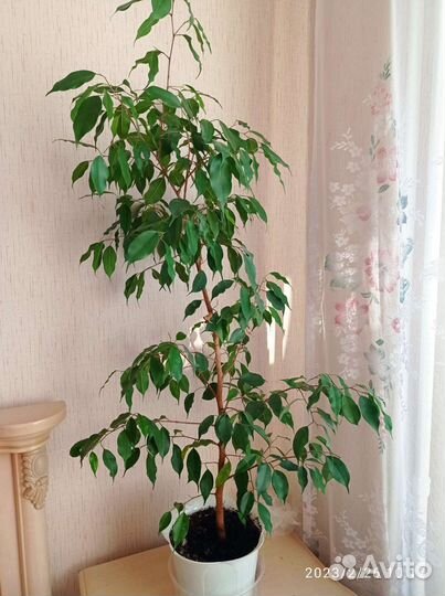 Бенджамина