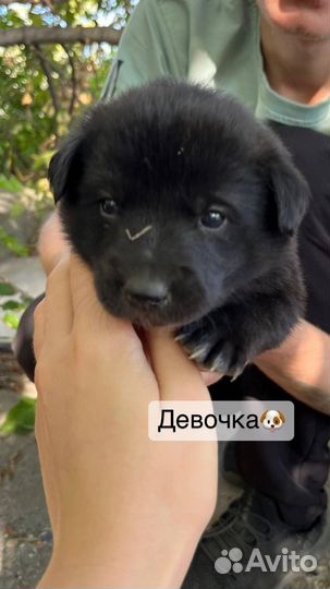 Кутята в добрые руки
