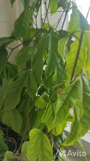 Пассифлора маракуйя