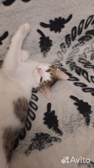 Котик в добрые руки