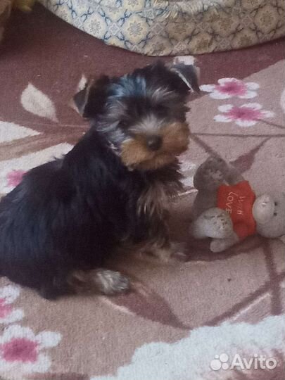 Йоркширский терьер