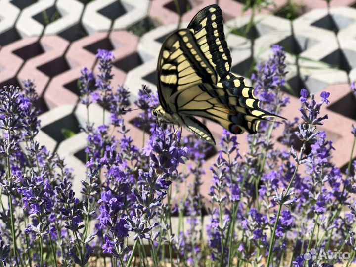Свежесрезанные букетики лаванды