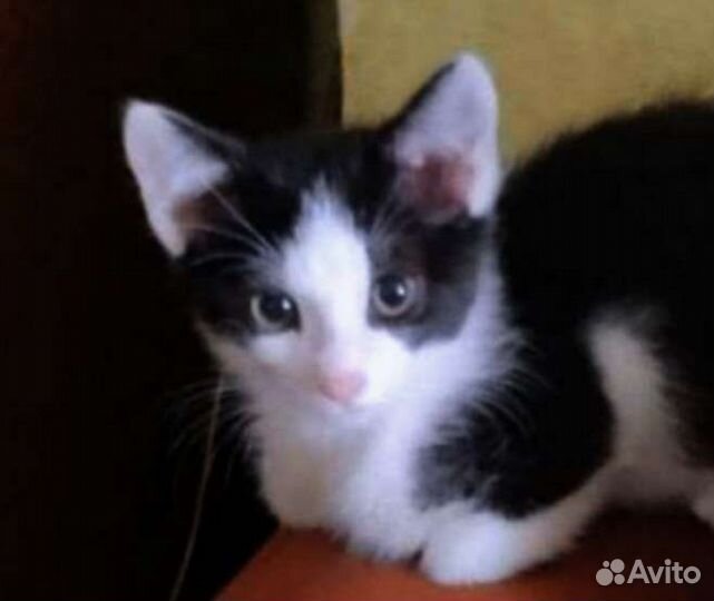 2 мес. малыш в добрые руки