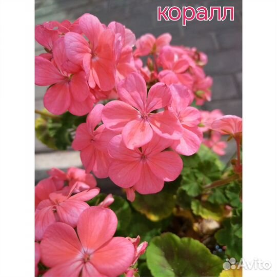 Пеларгония герань