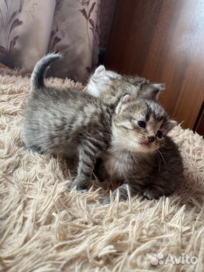 Кошечки ищут дом