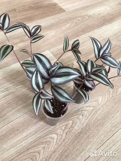 Традесканция