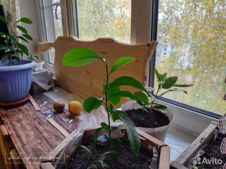 Доски разделочные)