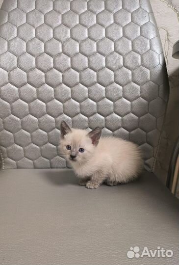 Тайские котята