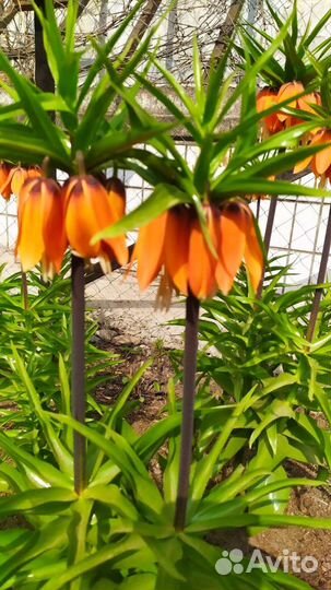 Рябчик императорский