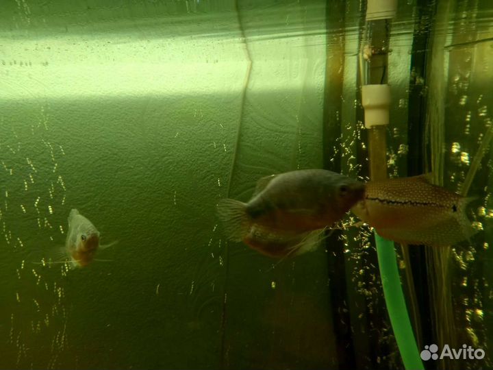 Аквариумные рыбки