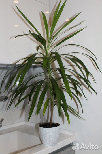 Папоротник нефролепис, пальма драцена-офисные раст