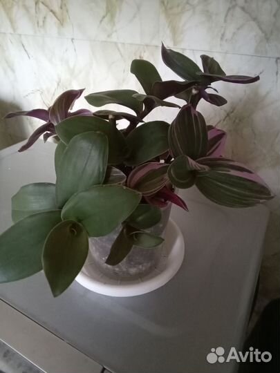 Традесканция