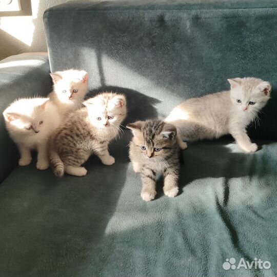 Британские котята