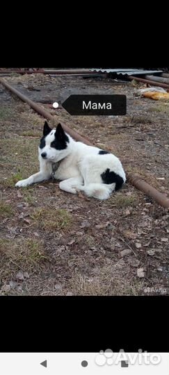 Щенки лайка