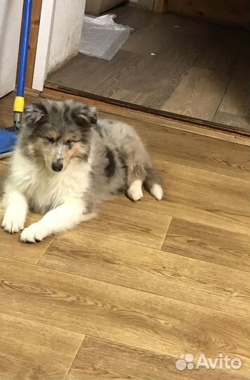 Щенки колли