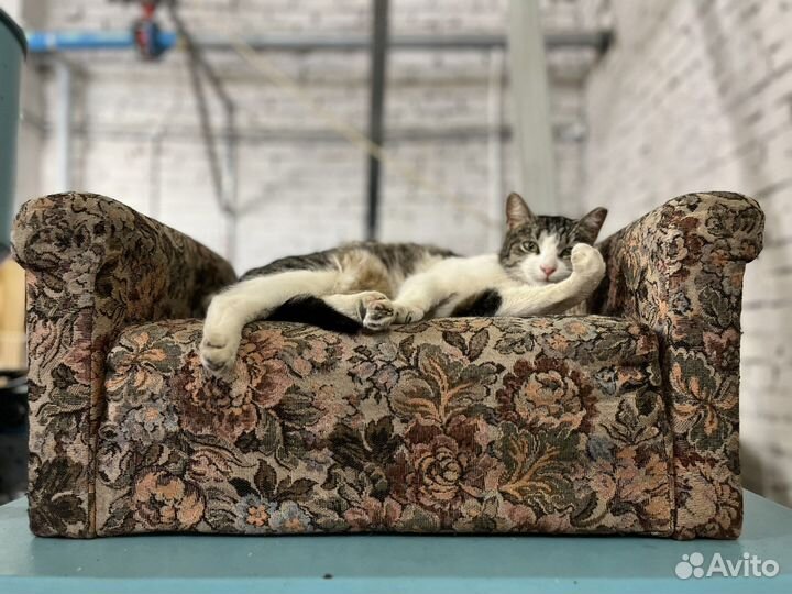 Кошка в дар