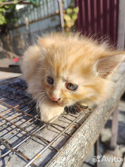 Умные котята