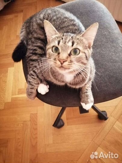 Отдам в хорошие руки