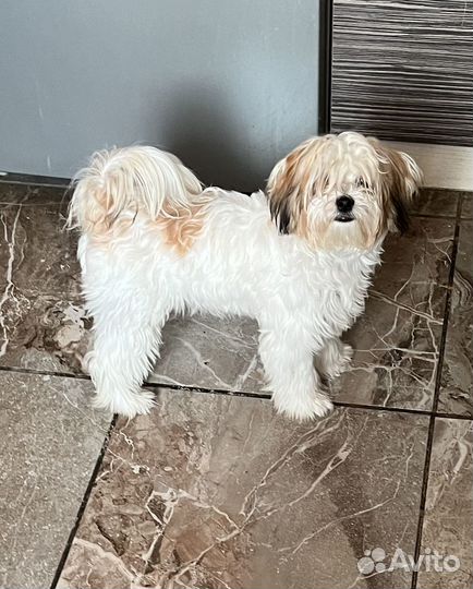 Продаю щенка Морки