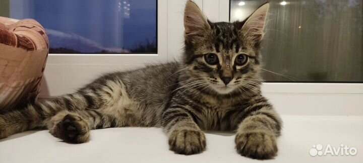 Котенок мальчик