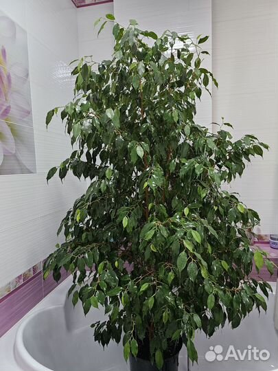 Фикус бенджамина