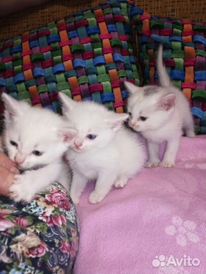 Котята в добрые руки бесплатно
