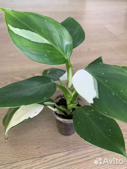 Филодендрон вайт wizard