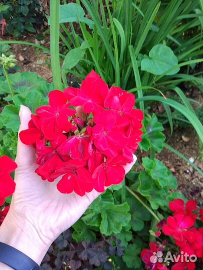 Пеларгонии сортовые
