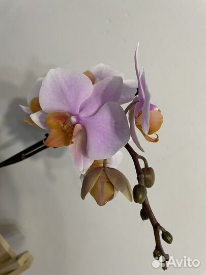 Орхидея фаленопсис Тулкан