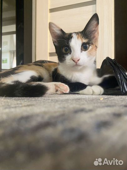 Молодая кошечка ищет жениха