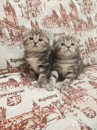 Вязка шотландский кот вислоухий скоттиш-фолд мрам