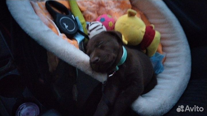 Лабрадор ретривер