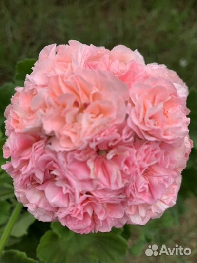 Пеларгония герань