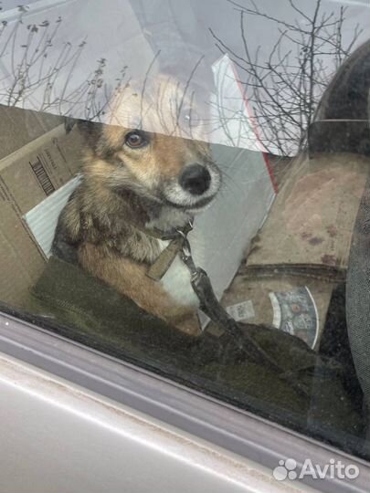 Собака в добрые руки