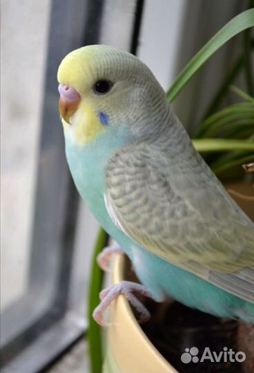 Попугаи волнистые и получехи своего разведения